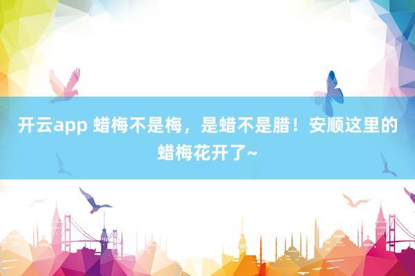 開云app 蠟梅不是梅，是蠟不是臘！安順這里的蠟梅花開了~